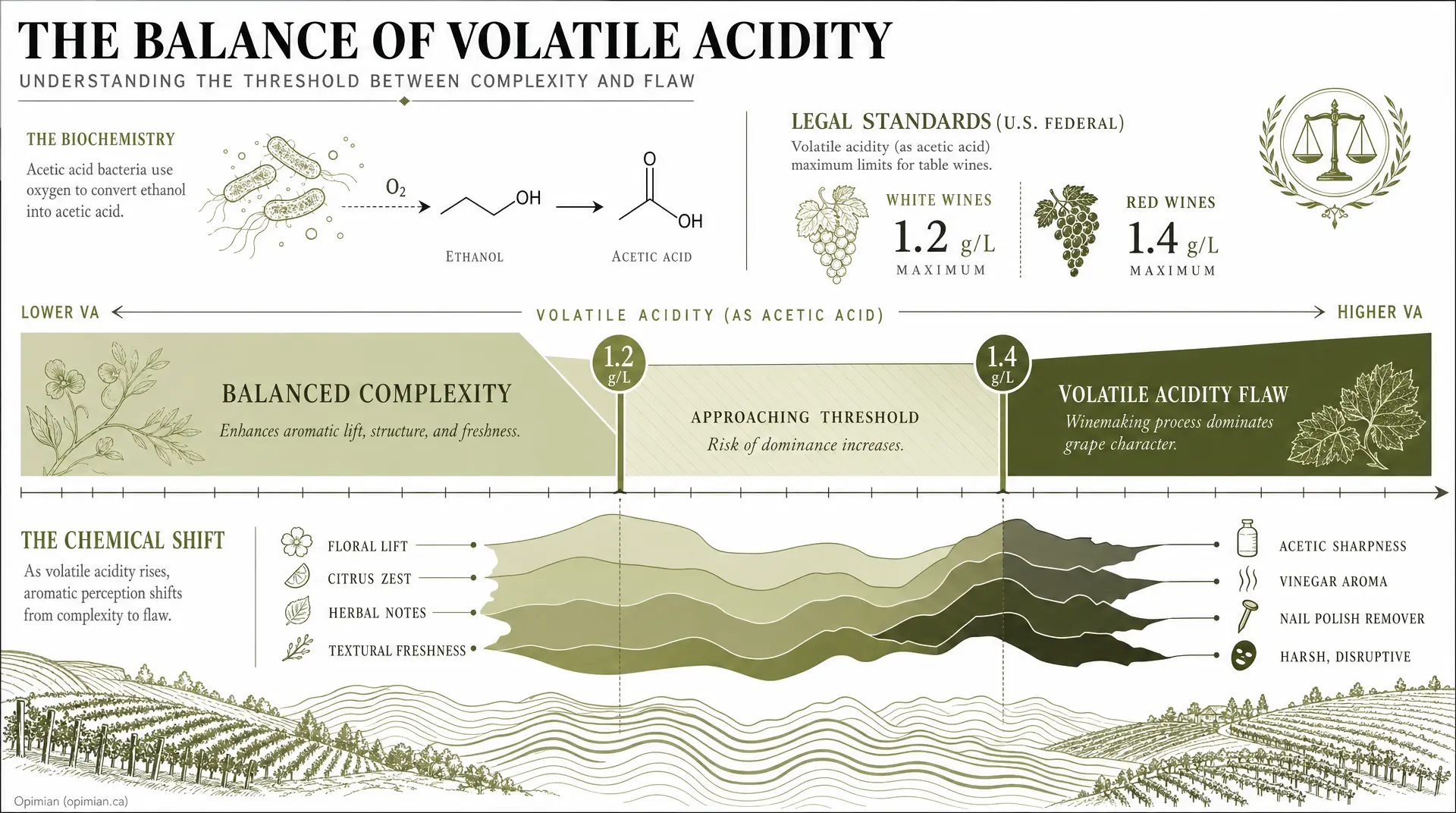 Infographic titled "The Balance of Volatile Acidity" illustrates legal volatile acidity limits of 1.2 g/L for white wines and 1.4 g/L for red wines, showing balanced complexity giving way to a volatile acidity flaw with notes of acetic sharpness. Ita