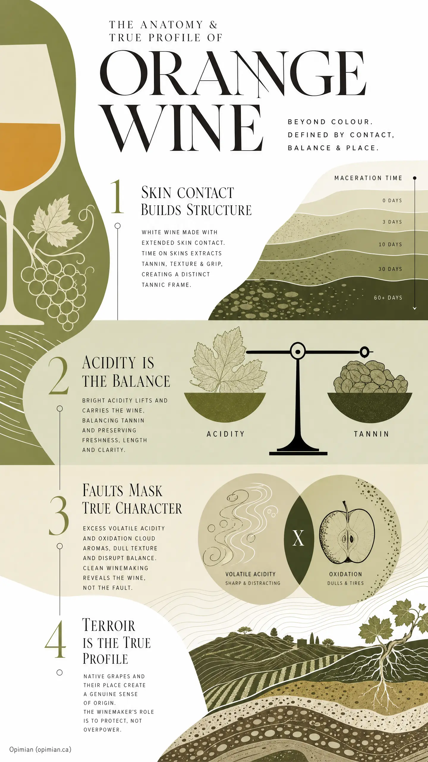 Minimalist infographic titled "ORANGE WINE" showing skin contact and maceration time (0, 3, 10, 30, 60+ days), with sections labeled acidity and tannin.