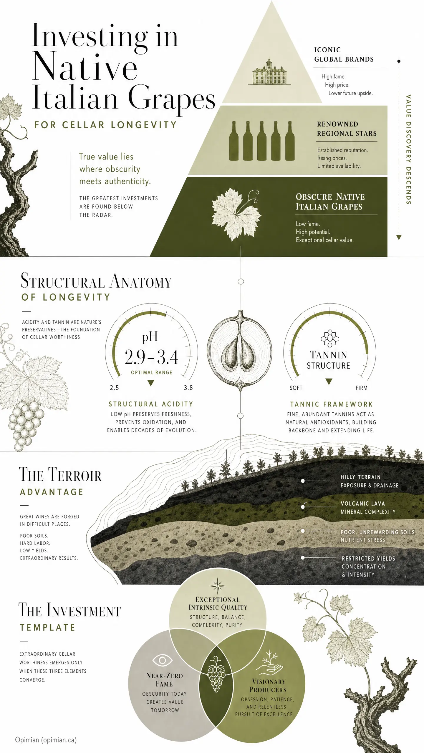 Infographic titled "Investing in Native Italian Grapes for Cellar Longevity" showing bottle silhouettes, pH range 2.9 - 3.4 optimal range, tannin framework soft-to-firm, and "The Terroir Advantage" notes labeled for drainage, mineral complexity, and "H