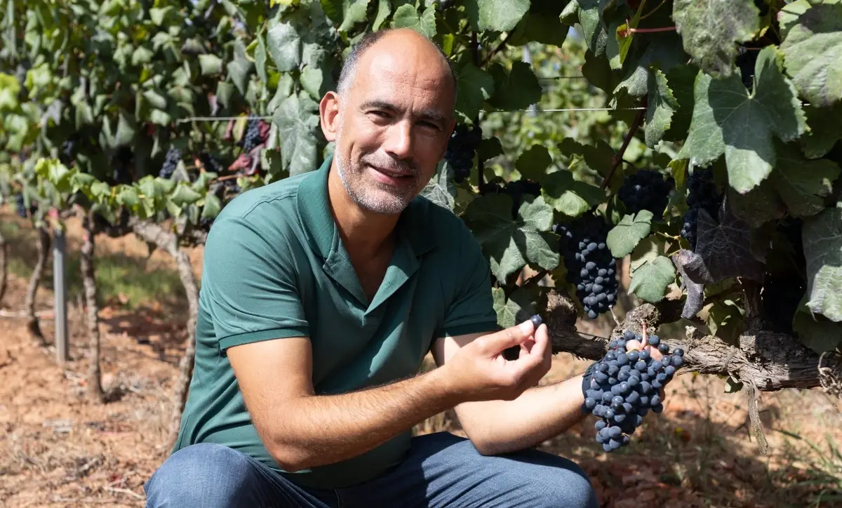 A smiling man in a green polo shirt kneels in a vineyard, holding a cluster of dark blue grapes with both hands while leafy vines hang overhead.