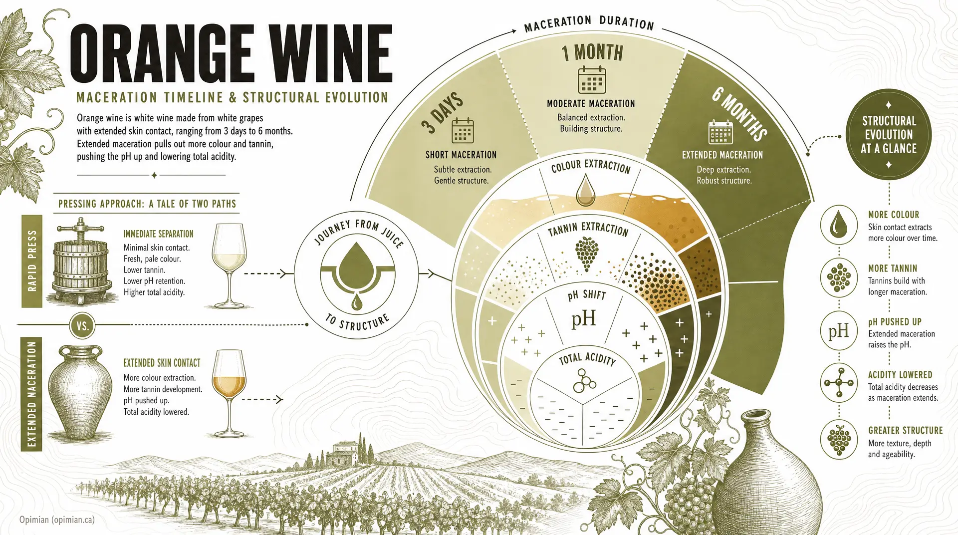 An infographic titled "ORANGE WINE" shows a maceration duration timeline (3 days, 1 month, 6 months) comparing rapid versus extended skin contact, with labeled sections for colour extraction, tannin extraction, pH shift, and total acidity for orange -