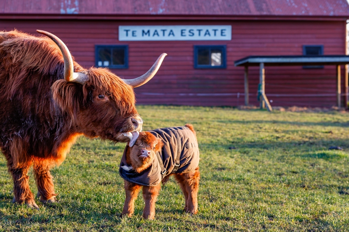 The newest edition to the Te Mata highland cattle is Mabel, born on the 10th of August to Ella, and a very cute addition at that. The highland cattle are loved by the Te Mata team and visitors alike and help create our biodynamic mixture, which we spray on the soil around early Spring. It&rsquo;s fantastic for soil health &ndash; and great for vine growth. With the addition of Mabel, the Te Mata highland cattle count now comes to four.